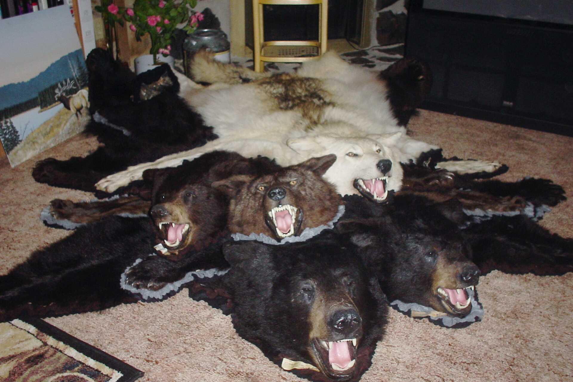 bear hunts 1 20130307 1807875083